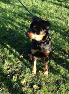 Mowgli Puppy Pic