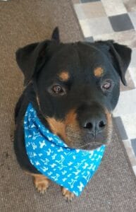 Mowlgi is Blue Team